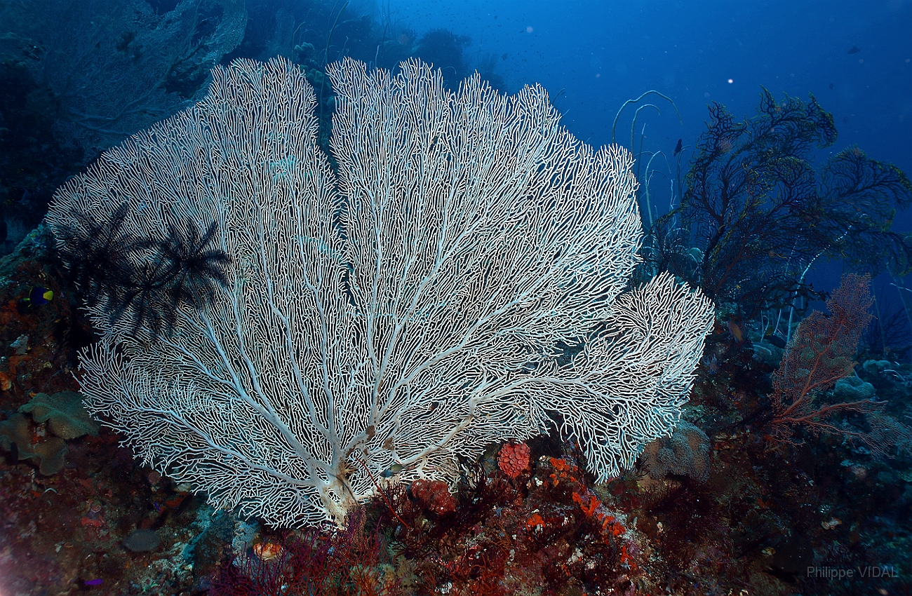 Raja Ampat 2016 - Corail - Gorgone - IMG_4586_rc.jpg